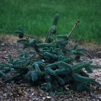 Abies numidica - 'Pendula' Algerian Fir