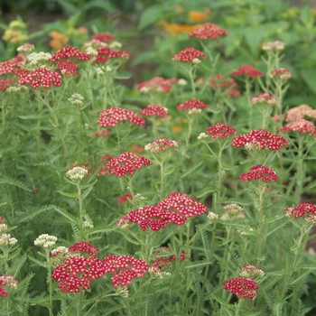 Achillea millefolium - 'Paprika' Yarrow