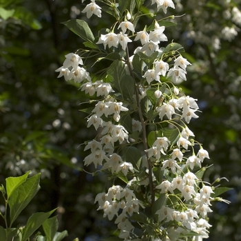 Styrax japonicus - Japanese Snowbell