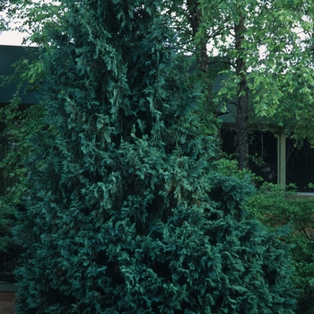 Chamaecyparis obtusa - 'Gracilis' Hinoki Falsecypress