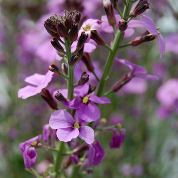 Erysimum linifolium - 'Bowles Mauve' Wallflower