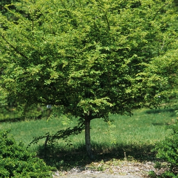 Euonymus alatus - Burning Bush