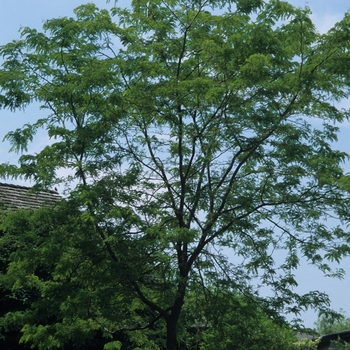 Gleditsia triacanthos var. inermis - 'Sunburst®' Honeylocust