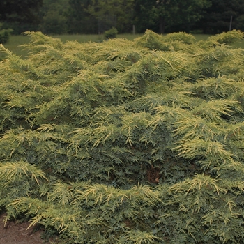 Juniperus chinensis - 'Gold Star' Juniper