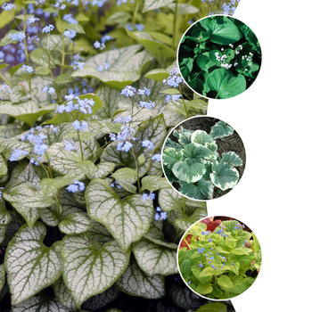 Brunnera - 'Multiple Varieties' Siberian bugloss