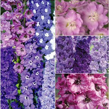 Delphinium - Multiple Varieties