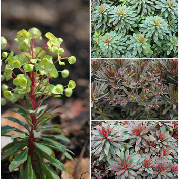Euphorbia - 'Multiple Varieties' Spurge