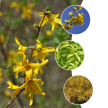 Forsythia - Forsythia Multiple Varieties