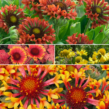 Gaillardia - 'Multiple Varieties' Assorted, Blanket Flower