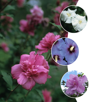 Hibiscus syriacus - 'Multiple Varieties' Rose of Sharon