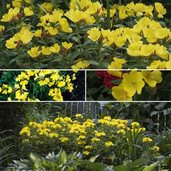 Oenothera - 'Multiple Varieties' Sundrops