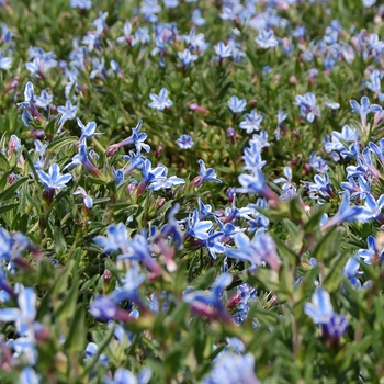 Lithodora diffusa - 'Blue Star' Alpine