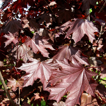 Acer platanoides - 'Royal Red' Norway Maple