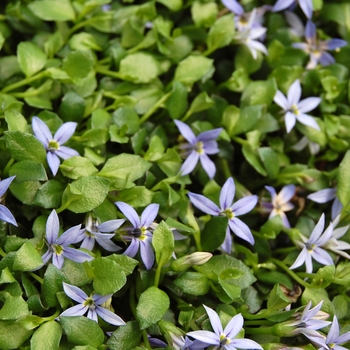 Pratia pedunculata - 'County Park'