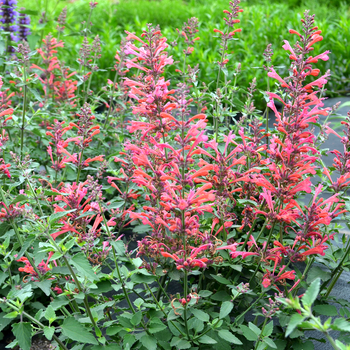 Agastache (Hummingbird mint) - Kudos™ 'Coral'