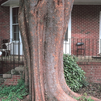 Ulmus parvifolia - 'Allee®' Chinese Elm