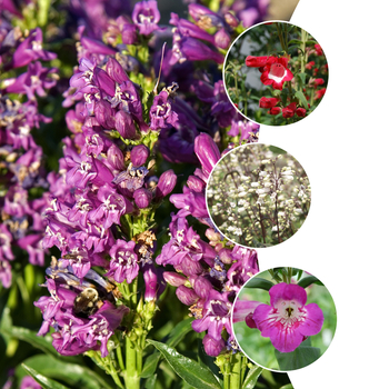 Penstemon - 'Multiple Varieties' Assorted, Penstemon