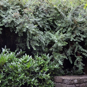 Spiraea nipponica - 'Snowmound' Spirea