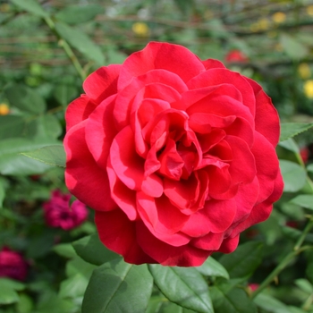 Rosa - 'Europeana' Rose