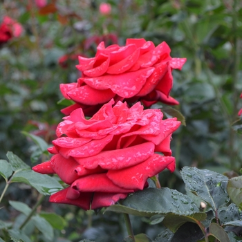 Rosa - 'Firefighter' Rose