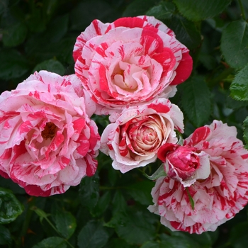 Rosa - 'Scentimental&trade;' Rose