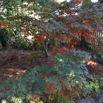 Acer palmatum - 'Oregon Sunset' Japanese Maple