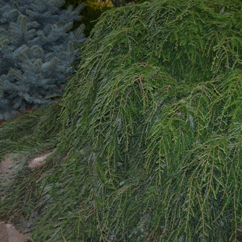 Tsuga canadensis - 'Cole's Prostrate' Canadian Hemlock