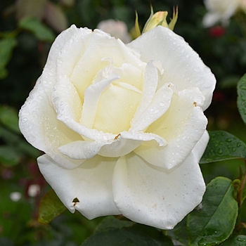 Rosa - 'Honor' Hybrid Tea Rose