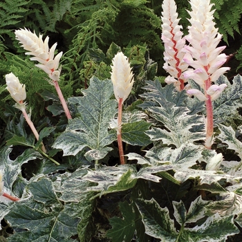 Acanthus - 'Whitewater' Bear's Breeches