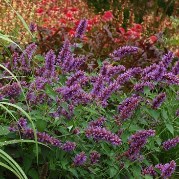 Agastache - 'Blue Boa' Hummingbird Mint