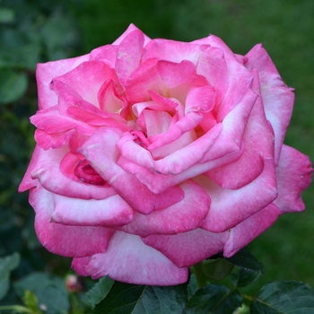 Rosa - 'California Dreamin'&trade;' Hybrid Tea Rose