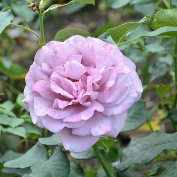 Rosa - 'Koko Loco' Rose