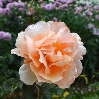 Rosa - 'Just Joey' Hybrid Tea Rose