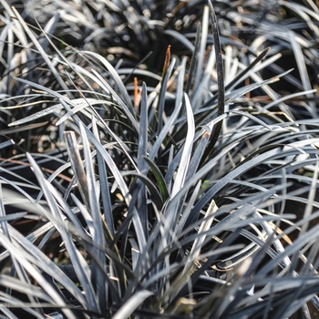 Ophiopogon planiscapus COPY - 'Nigrescens' Black Mondo Grass