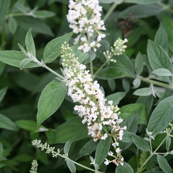 Buddleia (Butterfly Bush) - Lo & Behold® 'Ice Chip'