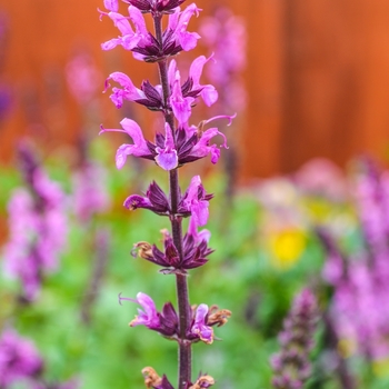 Salvia nemorosa (Meadow Sage) - Lyrical™ 'Rose'