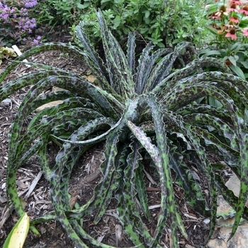 Manfreda undulata - 'Chocolate Chips' Agave