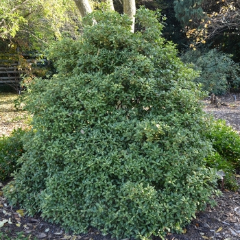 Osmanthus heterophyllus - 'Goshiki' Gold Dust Holly