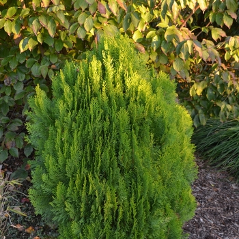 Thuja orientalis - 'Morgan' Chinese Arborvitae