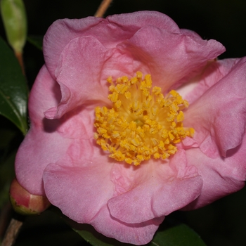 Camellia - 'Winter's Joy'