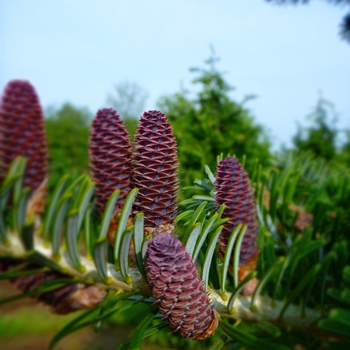 Abies koreana - Korean Fir