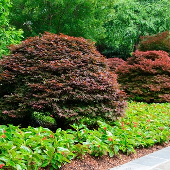 Acer palmatum - 'Rhode Island Red' Japanese Maple