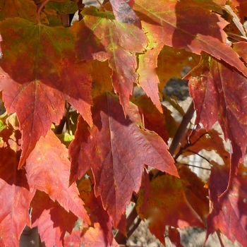 Acer rubrum - 'Red Rocket' Red Maple