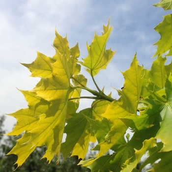 Acer platanoides - 'Princeton Gold' Norway Maple