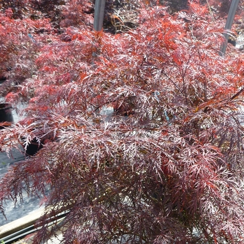 Acer palmatum var. dissectum - 'Garnet' Japanese Maple