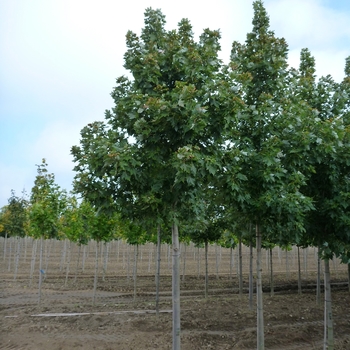 Acer x freemanii - 'Celebration®' Freeman Maple