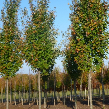 Acer x freemanii - 'Armstrong' Freeman Maple