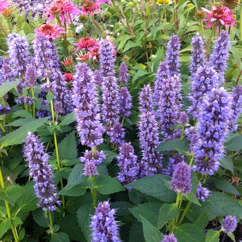 Agastache - 'Blue Fortune' Hummingbird Mint