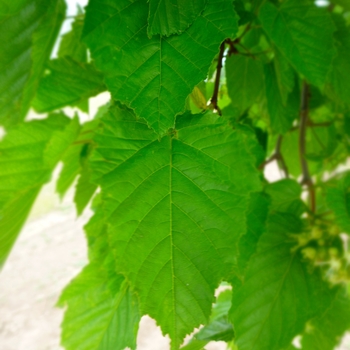 Acer tataricum - Tatarian Maple