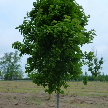 Acer tataricum - Tatarian Maple